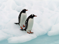 Pingviner på isflak