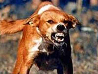 Arg hund med rabies